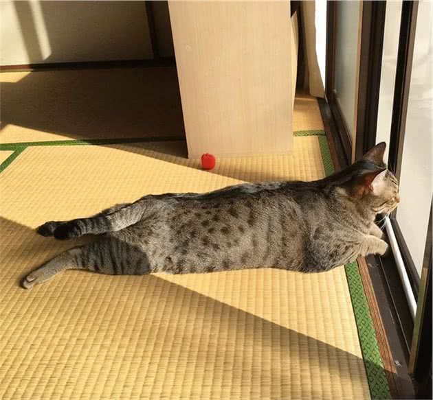 晒太阳的大狸花猫一脸享受的表情，看着我都感觉暖烘烘的