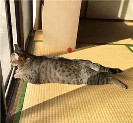 晒太阳的大狸花猫一脸享受的表情，看着我都感觉暖烘烘的