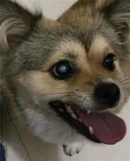 狗狗眼睛现在是瞳孔里面蓝灰色变成灰白色了