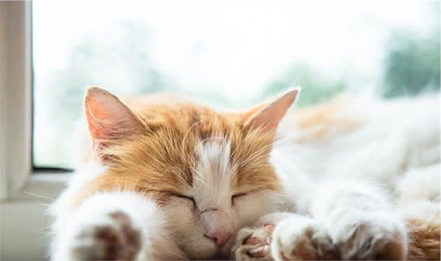 全价猫粮是什么意思？国产全价冻干猫粮排行榜看一下