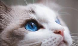 全价猫粮是什么意思？国产全价冻干猫粮排行榜看一下
