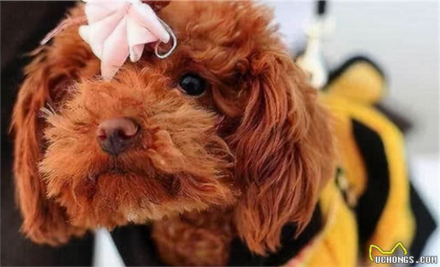 养泰迪犬的好处与坏处，好好收藏，以后用得上
