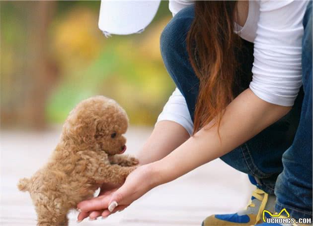 养泰迪犬的好处与坏处，好好收藏，以后用得上