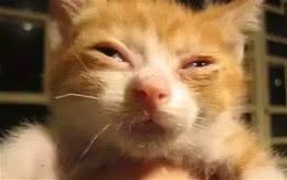 猫咪常见传染病汇总