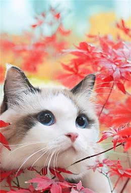 布偶猫的“优缺点”，看完你还觉得它是仙女猫吗？