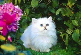 波斯猫多少钱能买到？有什么优缺点？