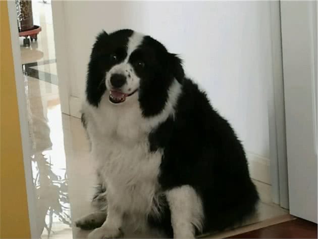 狗狗长不胖？注意这些，狗狗想不健康都难