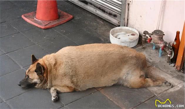 狗狗长不胖？注意这些，狗狗想不健康都难