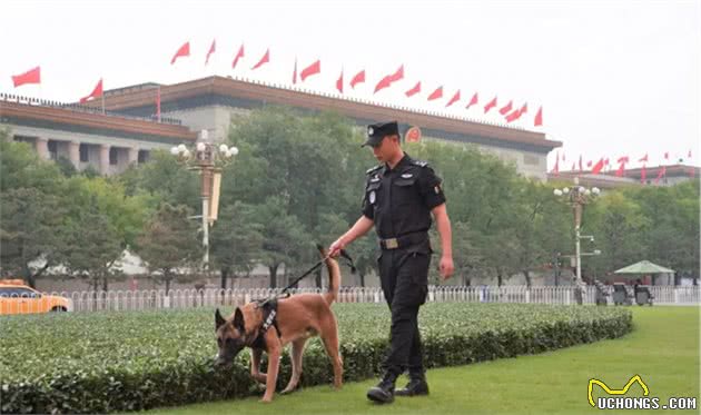 超级A的警犬！