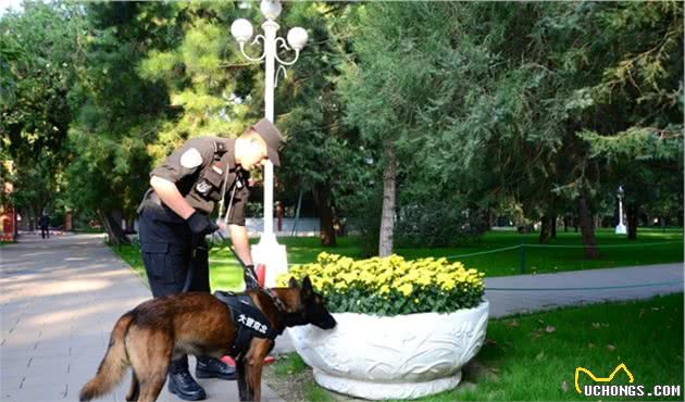 超级A的警犬！