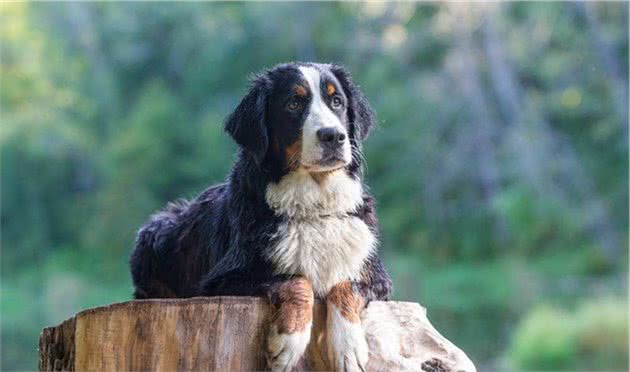 你能想象100多斤的伯恩山犬，跟主人撒娇的样子吗？
