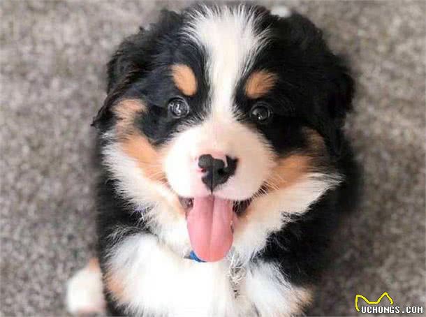 你能想象100多斤的伯恩山犬，跟主人撒娇的样子吗？