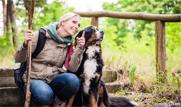 你能想象100多斤的伯恩山犬，跟主人撒娇的样子吗？