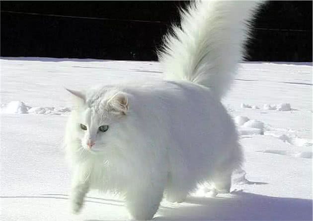 理想中宠物猫，来自北欧的挪威森林猫，真的萌翻了