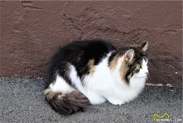理想中宠物猫，来自北欧的挪威森林猫，真的萌翻了