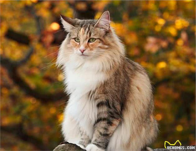 理想中宠物猫，来自北欧的挪威森林猫，真的萌翻了