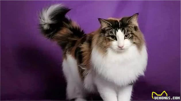 理想中宠物猫，来自北欧的挪威森林猫，真的萌翻了