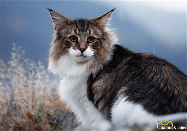 理想中宠物猫，来自北欧的挪威森林猫，真的萌翻了