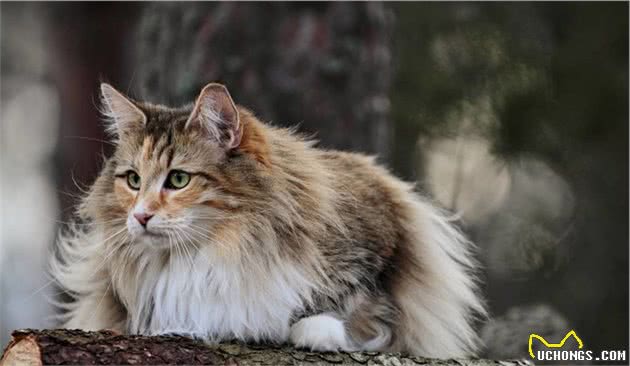 理想中宠物猫，来自北欧的挪威森林猫，真的萌翻了