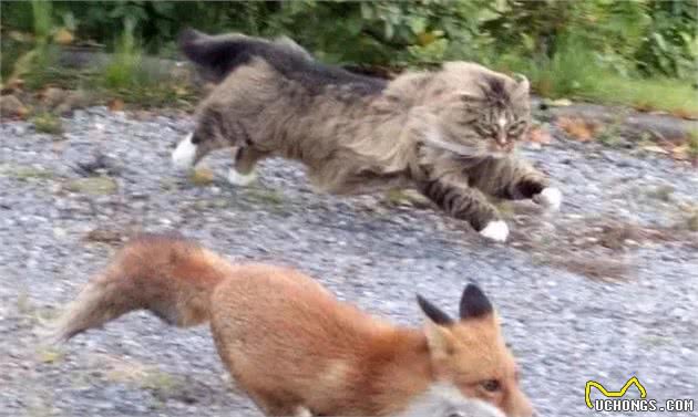 理想中宠物猫，来自北欧的挪威森林猫，真的萌翻了