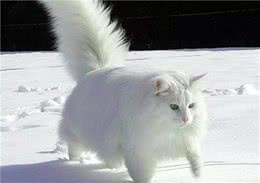 理想中宠物猫，来自北欧的挪威森林猫，真的萌翻了