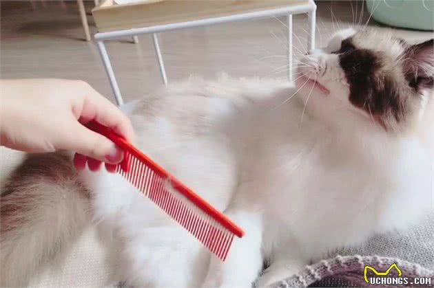 养布偶猫的“坑”，你踩了吗？