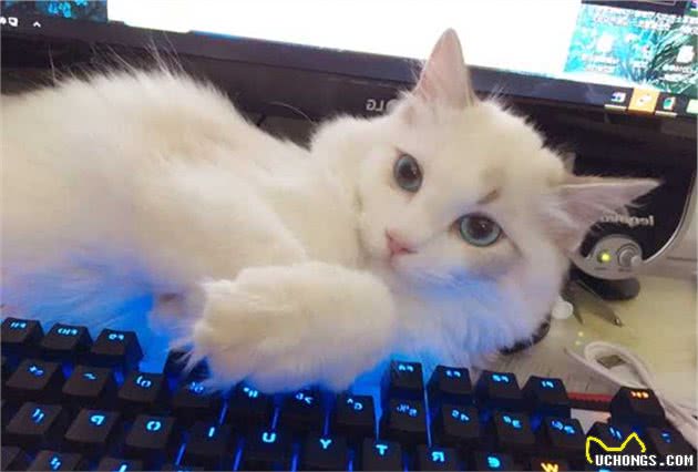 养布偶猫的“坑”，你踩了吗？
