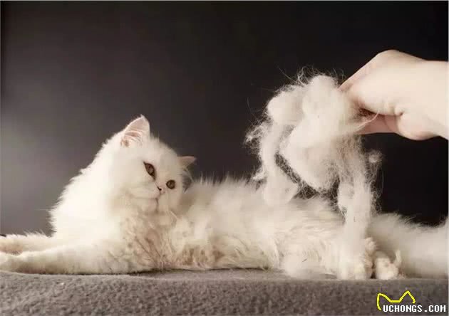 养布偶猫的“坑”，你踩了吗？