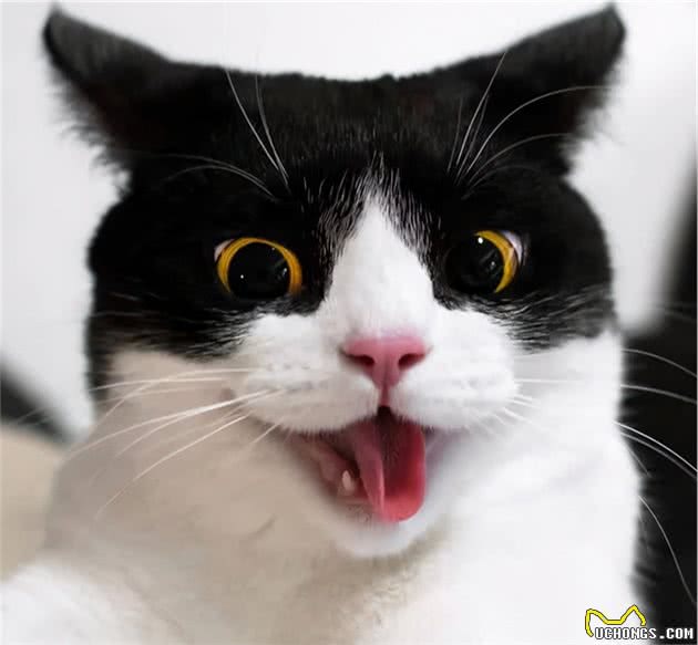 最爱叫的猫咪盘点，谁是你心中的“唐僧猫”？