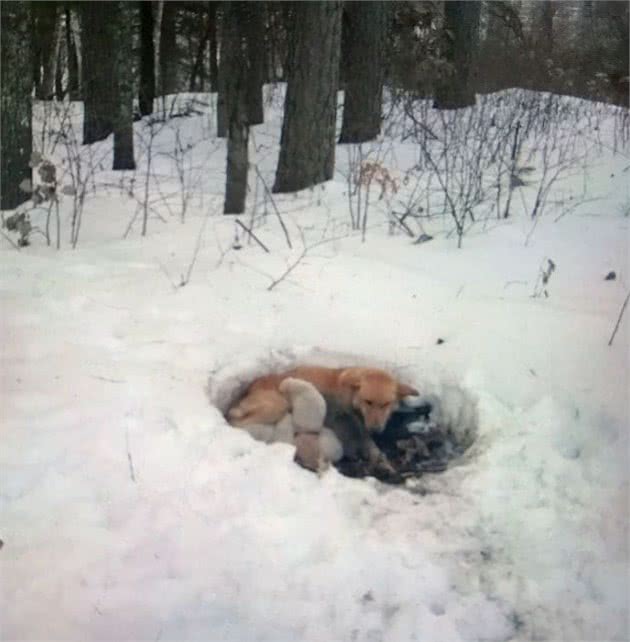 母狗和六只小狗在雪地里被困住，母狗姿势亮了，网友：母爱真伟大