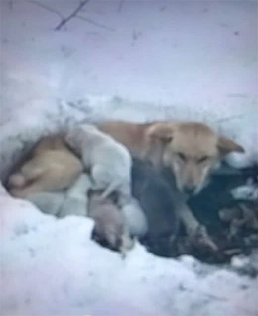 母狗和六只小狗在雪地里被困住，母狗姿势亮了，网友：母爱真伟大