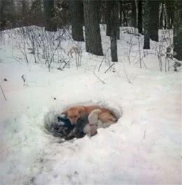 母狗和六只小狗在雪地里被困住，母狗姿势亮了，网友：母爱真伟大