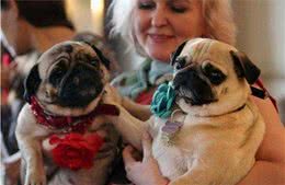 为什么喜欢巴哥犬的人越来越多？这7个优点，连我看了都喜欢