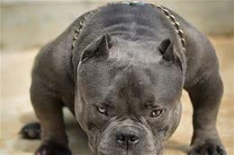 肌肉小甜甜~恶霸犬