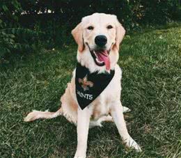 精力旺盛的宠物狗狗名字好听好记好念-可爱点