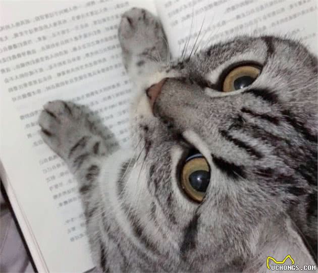 黑色眼线，性感妩媚，爱到无法自拔的美国短毛猫