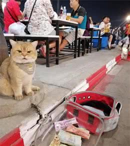 猫咪路边乞讨，但这身材谁会信？网友：它一晚赚得比我一天还多