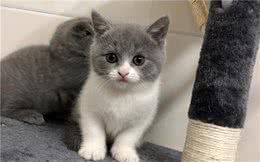 辟谣，猫咪越小饲养越听话？奶猫过早离开母亲，只会出现熊孩子