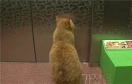 喂养流浪猫会破坏生态环境？千万不要喂养流浪猫？