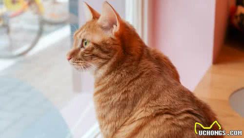 猫咪掉毛多与吃盐无关，主人应根据脱毛三点原因，对症下药来处理