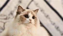 布偶猫—名副其实的贵族猫