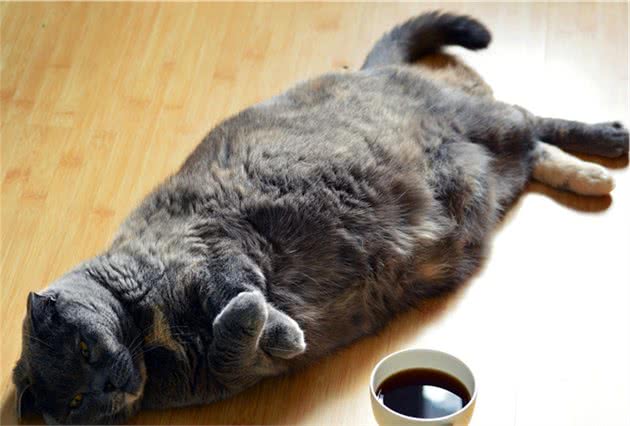 近6成猫狗过胖当心肥胖疾病！教你四招轻松瘦下来