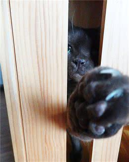 猫咪发情的周期和注意事项，以及猫咪发情的表现有哪些？