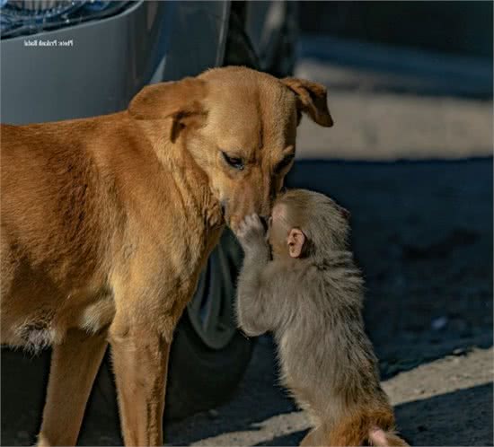狗狗捡了一只猴回来，主人发愁了：“这怎么养？”
