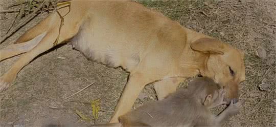 狗狗捡了一只猴回来，主人发愁了：“这怎么养？”