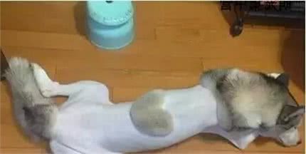 14张狗狗爆笑剃毛照，它们的表情已说明一切，原谅我忍不住笑了