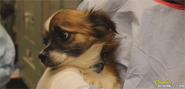 狗狗买回来就得犬瘟，让主人既烧钱还伤心，该怎么避免？