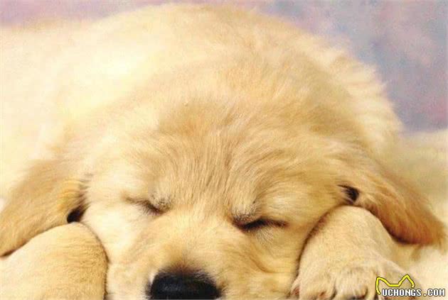 狗狗买回来就得犬瘟，让主人既烧钱还伤心，该怎么避免？