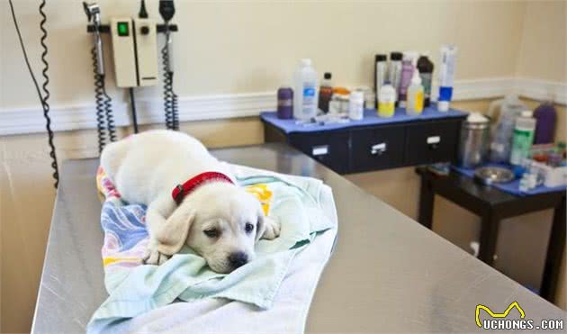 狗狗买回来就得犬瘟，让主人既烧钱还伤心，该怎么避免？