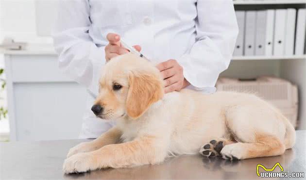 狗狗买回来就得犬瘟，让主人既烧钱还伤心，该怎么避免？